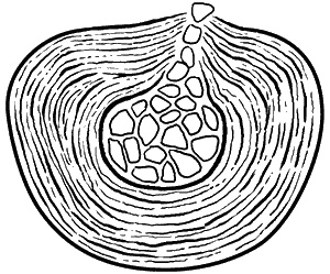 Иллюстрация к книге — Здоровье вашего позвоночника [i_005.jpg]