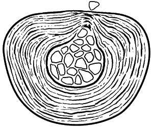 Иллюстрация к книге — Здоровье вашего позвоночника [i_006.jpg]