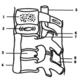 Иллюстрация к книге — Здоровье без таблеток. Натуральные заменители химических лекарств [i_008.jpg]