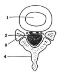 Иллюстрация к книге — Здоровье без таблеток. Натуральные заменители химических лекарств [i_009.jpg]