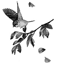 Иллюстрация к книге — Волчьи песни [_064.jpg]