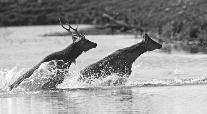 Иллюстрация к книге — Странник и его страна [_223.jpg]