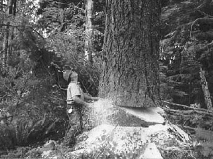 Иллюстрация к книге — Странник и его страна [_243.jpg]