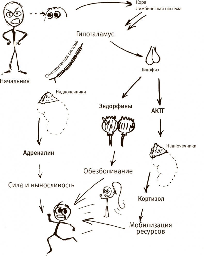 Иллюстрация к книге — Кто бы мог подумать! Как мозг заставляет нас делать глупости [i_048.jpg]
