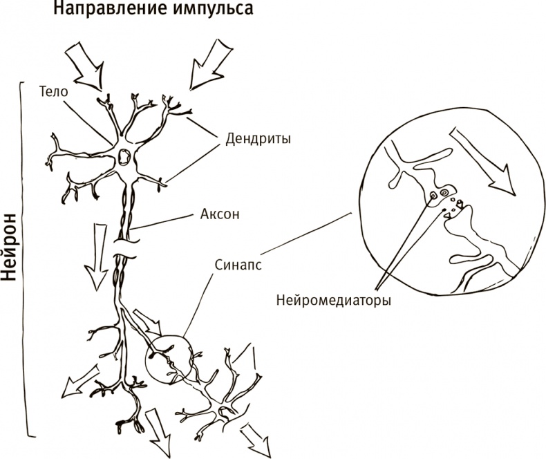 Иллюстрация к книге — Кто бы мог подумать! Как мозг заставляет нас делать глупости [i_059.jpg]