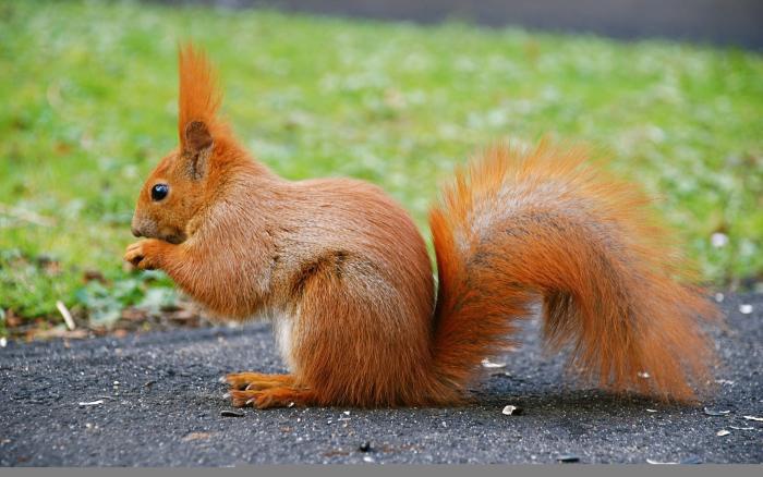 Иллюстрация к книге — Расы. Народы. Интеллект [_14.jpg]