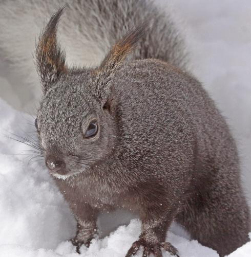 Иллюстрация к книге — Расы. Народы. Интеллект [_15.jpg]