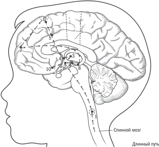 Иллюстрация к книге — Мой ребенок - интроверт. Как выявить скрытые таланты и подготовить к жизни в обществе [i_002.jpg]