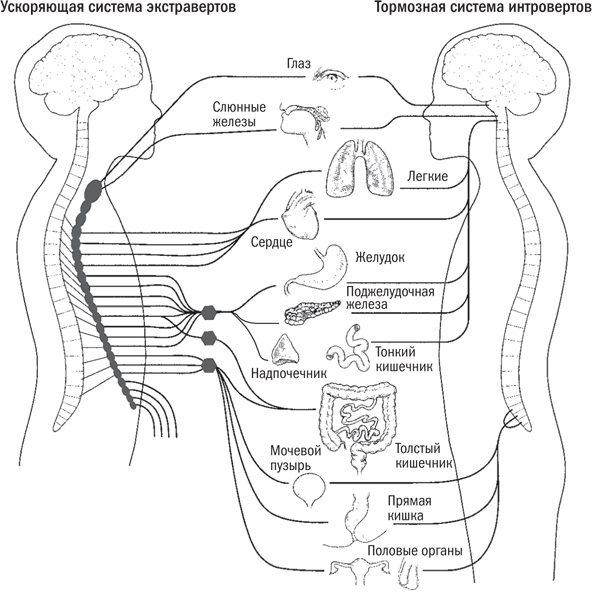 Иллюстрация к книге — Мой ребенок - интроверт. Как выявить скрытые таланты и подготовить к жизни в обществе [i_004.jpg]
