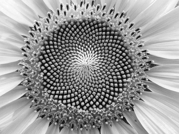 Иллюстрация к книге — Великие тайны Вселенной. От древних цивилизаций до наших дней [_22.jpg]