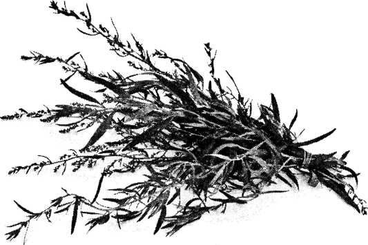 Иллюстрация к книге — Пища Богов. Секреты долголетия древних [i_011.jpg]