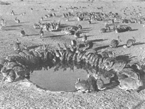 Иллюстрация к книге — Коллапс [i_042.jpg]