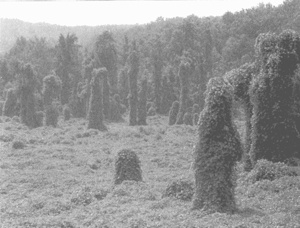 Иллюстрация к книге — Коллапс [i_043.jpg]