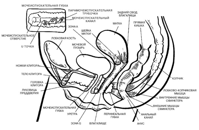 Иллюстрация к книге — Библия БДСМ. Полное руководство [i_002.jpg]