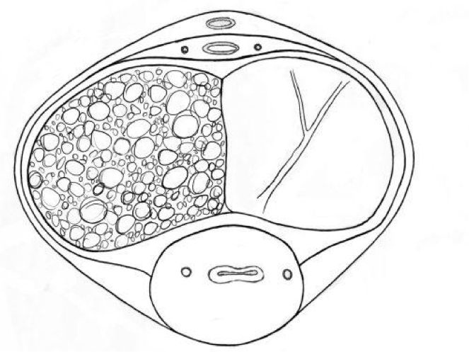 Иллюстрация к книге — Упражнения для увеличения пениса [i_030.jpg]