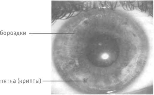 Иллюстрация к книге — Любовь и секс. Как мы ими занимаемся [i_006.jpg]
