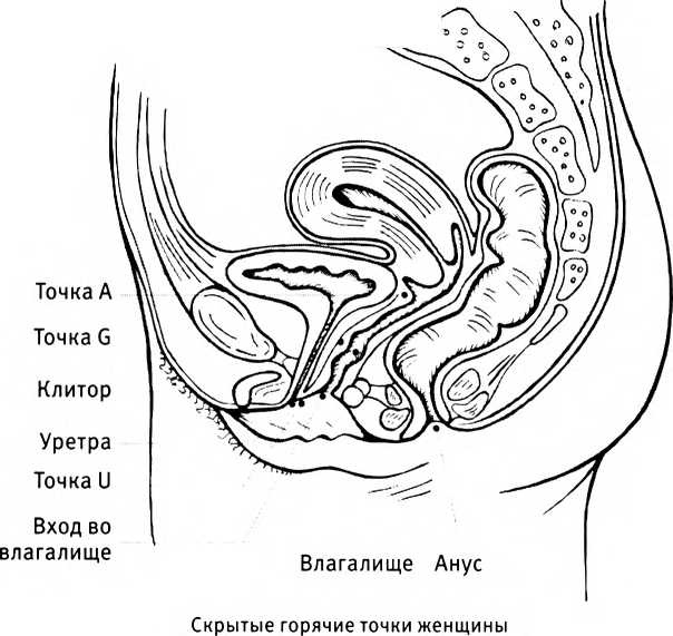 Иллюстрация к книге — Любовь и секс. Как мы ими занимаемся [i_018.jpg]