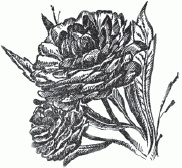 Иллюстрация к книге — Настольная книга гейши [_106.jpg]