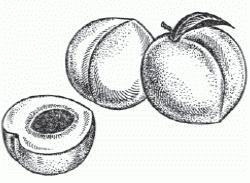 Иллюстрация к книге — Настольная книга гейши [_124.jpg]