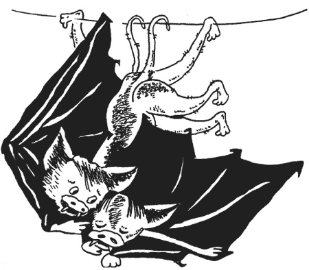 Иллюстрация к книге — Странности животной сексуальности. Как они делают это...? [i_004.jpg]