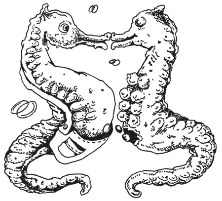 Иллюстрация к книге — Странности животной сексуальности. Как они делают это...? [i_016.jpg]