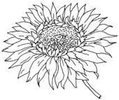 Иллюстрация к книге — Женские секреты любви [i_006.jpg]