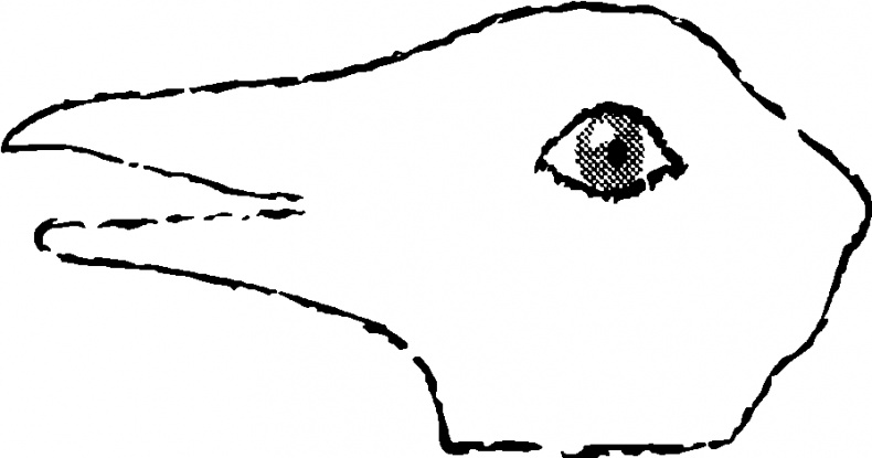 Иллюстрация к книге — Мораль и разум. Как природа создавала наше универсальное чувство добра и зла [img_3.jpg]