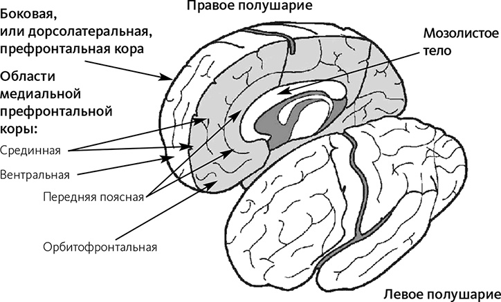 Иллюстрация к книге — Майндсайт. Новая наука личной трансформации [i_004.jpg]