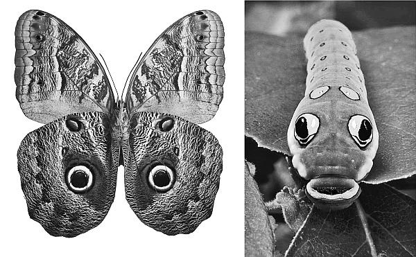 Иллюстрация к книге — Интуиция. Как понять, что чувствуют, думают и хотят другие люди [_7.jpg]