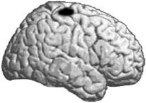 Иллюстрация к книге — Антимозг. Цифровые технологии и мозг [i_008.jpg]