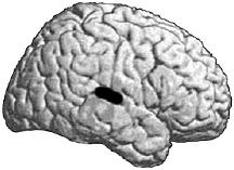 Иллюстрация к книге — Антимозг. Цифровые технологии и мозг [i_009.jpg]