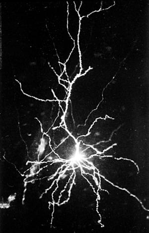 Иллюстрация к книге — Антимозг. Цифровые технологии и мозг [i_019.jpg]