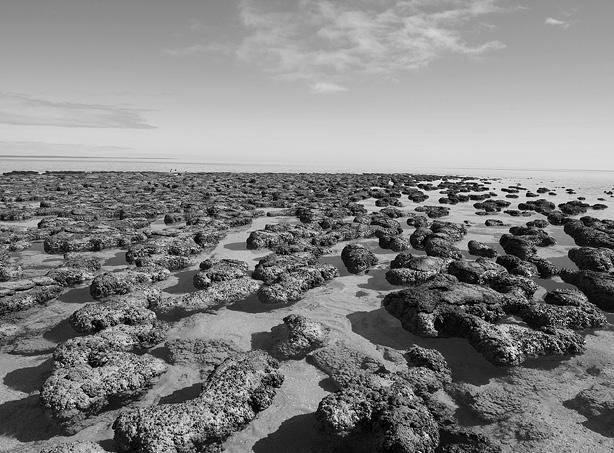 Иллюстрация к книге — Интеллектика. Как работает ваш мозг [_03.jpg]