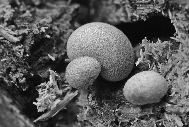 Иллюстрация к книге — Интеллектика. Как работает ваш мозг [_04.jpg]