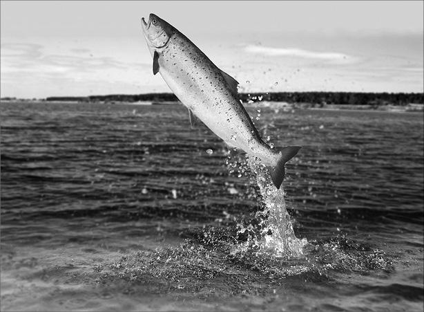 Иллюстрация к книге — Интеллектика. Как работает ваш мозг [_07.jpg]