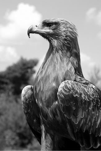 Иллюстрация к книге — Интеллектика. Как работает ваш мозг [_09.jpg]