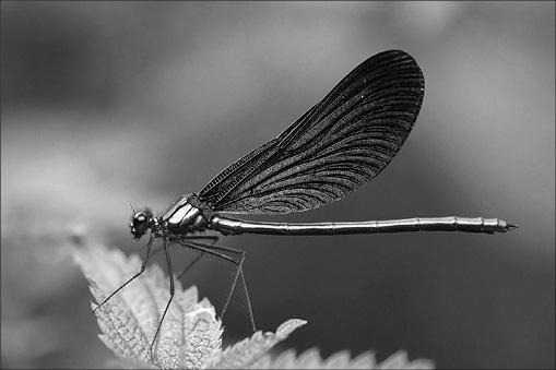 Иллюстрация к книге — Интеллектика. Как работает ваш мозг [_10.jpg]