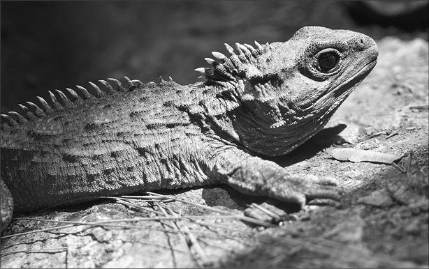 Иллюстрация к книге — Интеллектика. Как работает ваш мозг [_16.jpg]