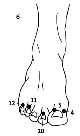 Иллюстрация к книге — Большой атлас целительных точек. 200 упражнений для здоровья и долголетия [i_019.jpg]