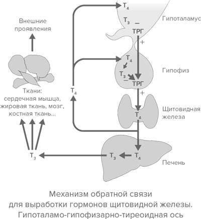 Иллюстрация к книге — Человек уставший. Как победить хроническую усталость и вернуть себе силы, энергию и радость жизни [i_001.jpg]
