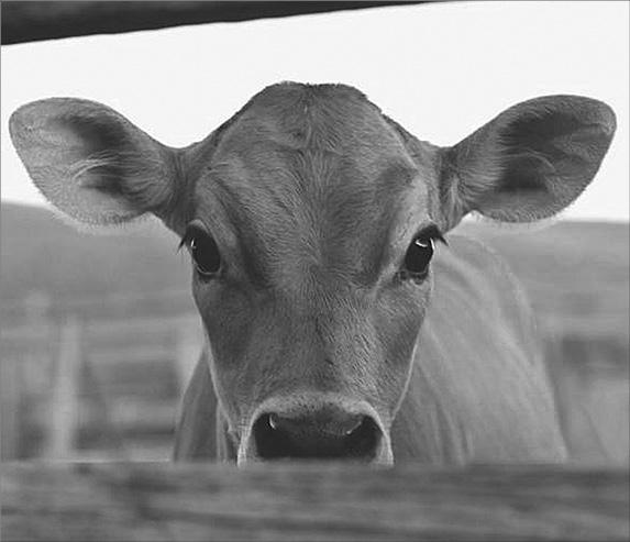 Иллюстрация к книге — Мирная еда [_02.jpg]