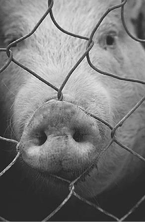 Иллюстрация к книге — Мирная еда [_03.jpg]