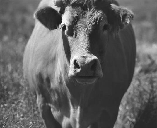 Иллюстрация к книге — Мирная еда [_05.jpg]