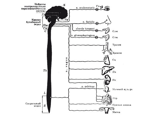 Иллюстрация к книге — Исцеляющие методики массажа. Комплексный подход [i_004.jpg]