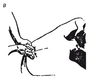 Иллюстрация к книге — Исцеляющие методики массажа. Комплексный подход [i_016.jpg]