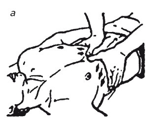 Иллюстрация к книге — Исцеляющие методики массажа. Комплексный подход [i_034.jpg]