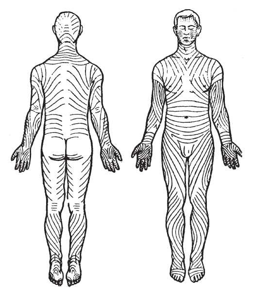 Иллюстрация к книге — Исцеляющие методики массажа. Комплексный подход [i_089.jpg]