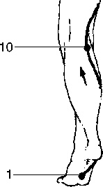 Иллюстрация к книге — Исцеляющие точки организма. Самые надежные техники самопомощи [i_028.jpg]