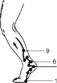 Иллюстрация к книге — Исцеляющие точки организма. Самые надежные техники самопомощи [i_029.jpg]