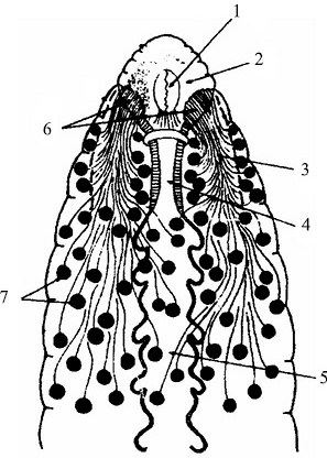 Иллюстрация к книге — Лечение пиявками. Теория и практика гирудотерапии [i_006.jpg]
